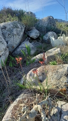 Watsonia hysterantha