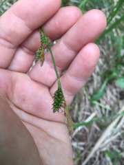 Carex hostiana