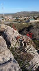 Watsonia hysterantha