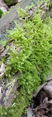 Bryophyta