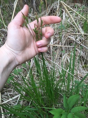Carex hostiana