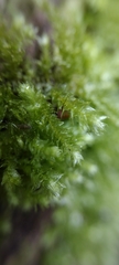 Bryophyta