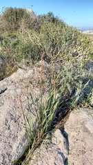Watsonia hysterantha