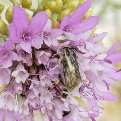 Brachodes