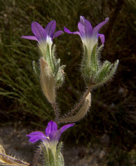Campanula hierosolymitana