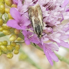 Brachodes