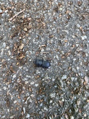 Dorcus parallelipipedus