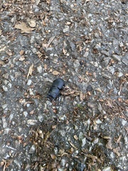 Dorcus parallelipipedus