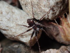 Pulchellodromus bistigma