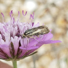 Brachodes