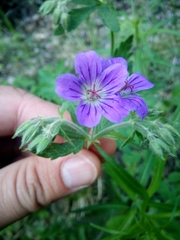 Geranium sylvaticum