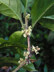 Cestrum schlechtendalii