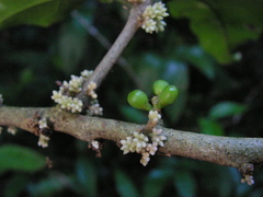 Cestrum schlechtendalii
