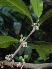 Cestrum schlechtendalii