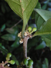 Cestrum schlechtendalii