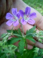 Geranium sylvaticum