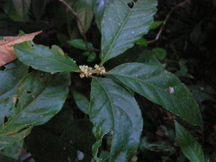 Cestrum schlechtendalii
