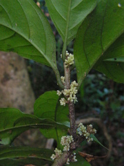 Cestrum schlechtendalii
