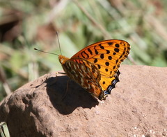 Argynnis hyperbius neumanni