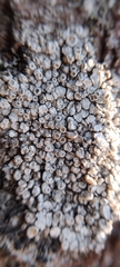 Lecanoromycetes