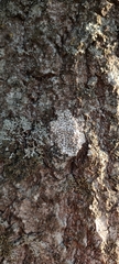 Lecanoromycetes