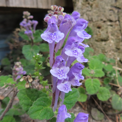 Lamiaceae