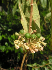 Solanum asperum