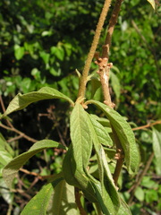 Solanum asperum