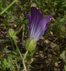 Campanula strigosa