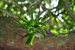 Dendrobium goldschmidtianum