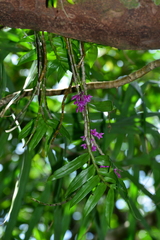 Dendrobium goldschmidtianum