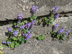 Lamiaceae