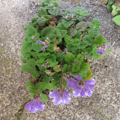 Lamiaceae