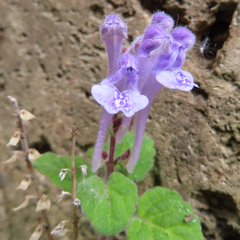Lamiaceae