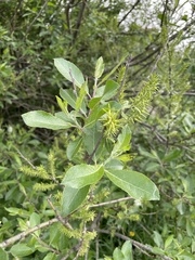 Salix × reichardtii