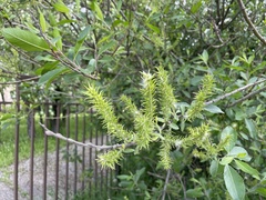 Salix × reichardtii