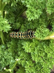 Papilio machaon