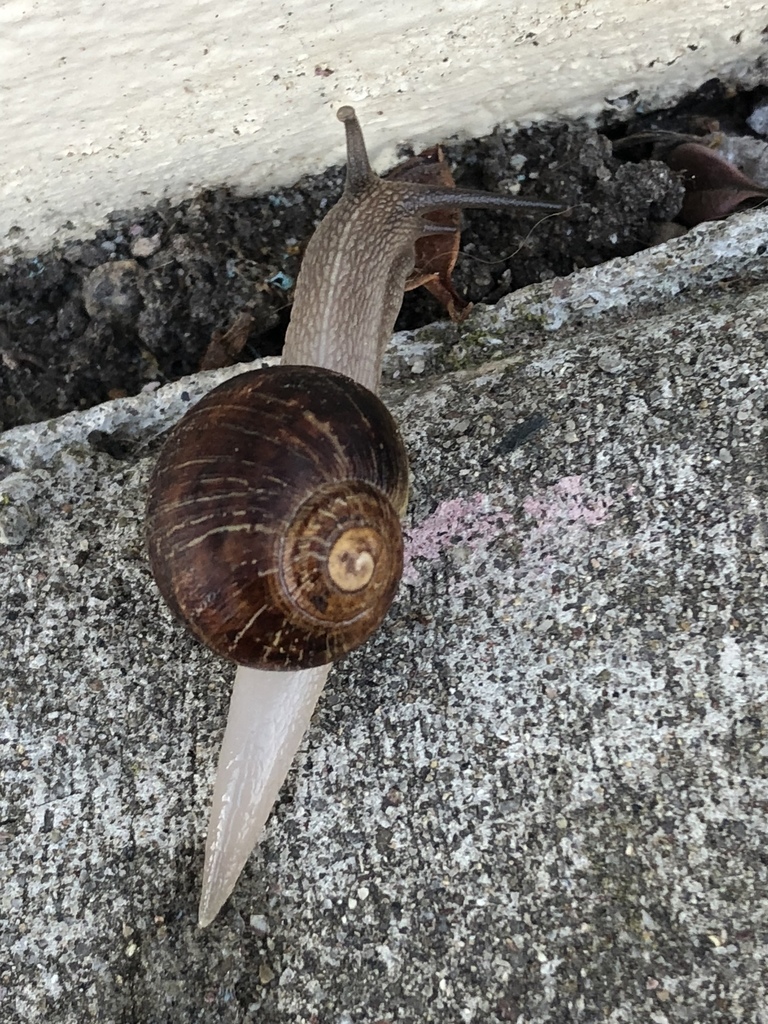 Garden Snail from 5809 Marian Way, San Diego, CA, US on February 07
