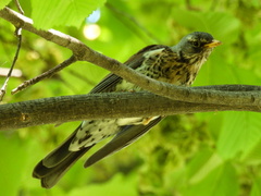 Turdus pilaris