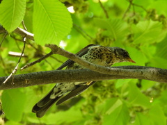 Turdus pilaris