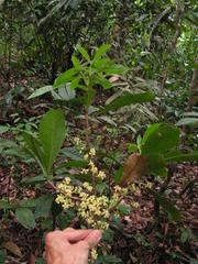 Daphnopsis racemosa