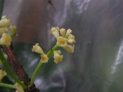 Daphnopsis racemosa