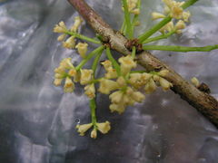 Daphnopsis racemosa