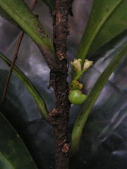 Daphnopsis racemosa