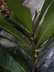Daphnopsis racemosa