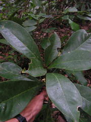 Daphnopsis racemosa