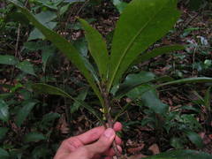 Daphnopsis racemosa