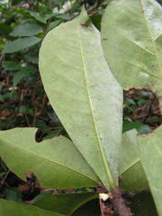 Daphnopsis racemosa