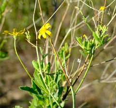 Osteospermum grandiflorum