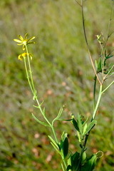 Osteospermum grandiflorum